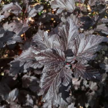 Physocarpus opulifolius