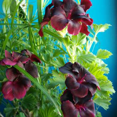 Pelargonium x domesticum