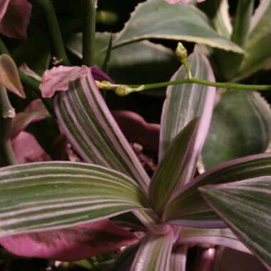 Tradescantia spathacea 'Versicolor' syn. Tradescantia spathacea 'Tricolor', Rhoeo spathacea 'Tricolor'