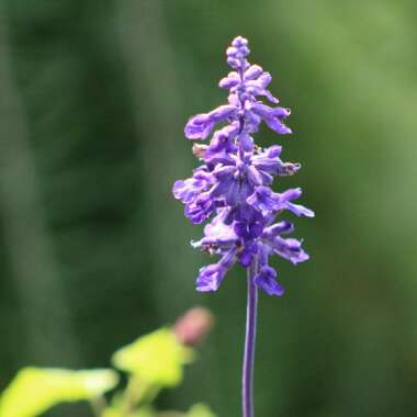 Salvia farinacea