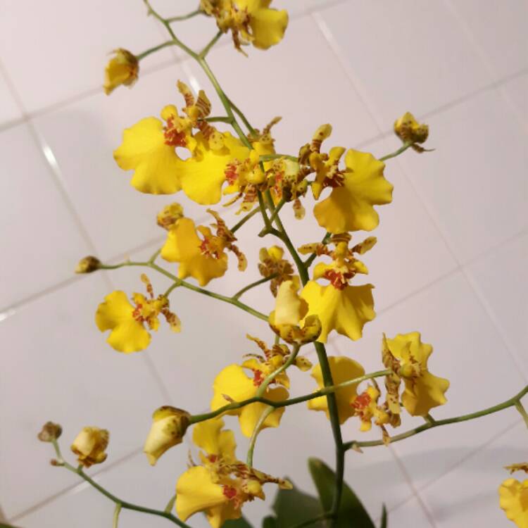 plant image 1421414