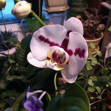 Phalaenopsis