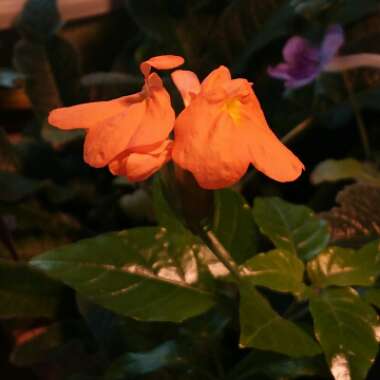 Crossandra infundibuliformis