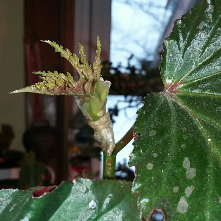 Plant image Begonia 'Sophie Cecile'