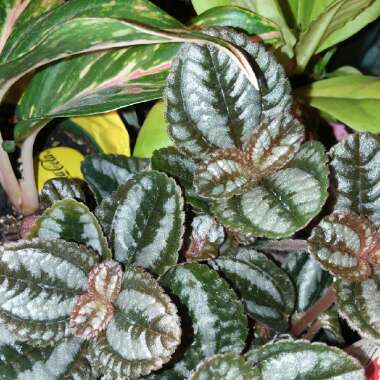 Pilea involucrata 'Pan Am'