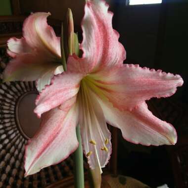 Hippeastrum