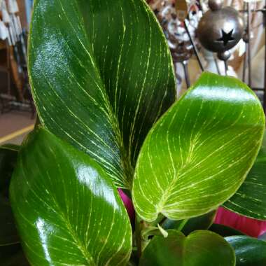 Philodendron Birkin