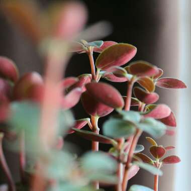 Peperomia Verticillata