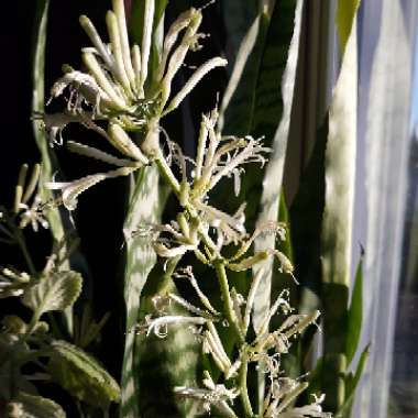 Sansevieria