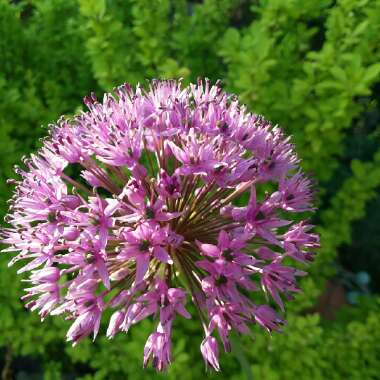 Allium hollandicum 'Purple Sensation' syn. Allium 'Purple Sensation', Allium aflatunense 'Purple Sensation'