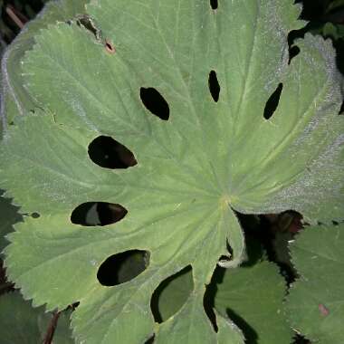 Alchemilla