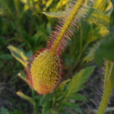 Papaver rhoeas