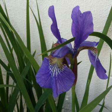 Iris x germanica