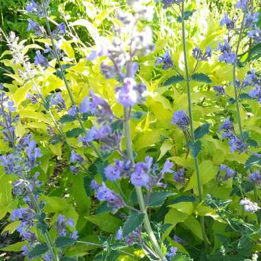 Nepeta x faassenii