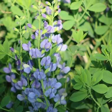 Baptisia australis