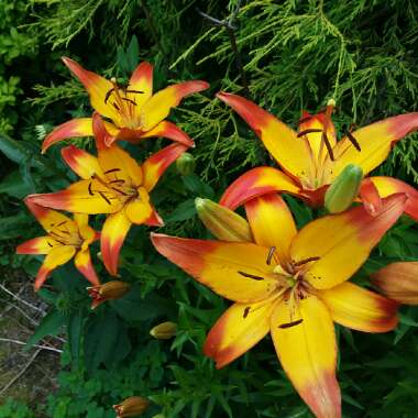 Lilium (Asiatic)