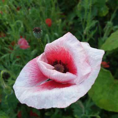 Papaver rhoeas