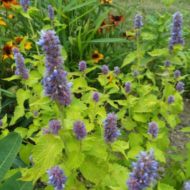 Agastache rugosa 'Golden Jubilee'