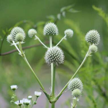 Eryngium yuccifolium