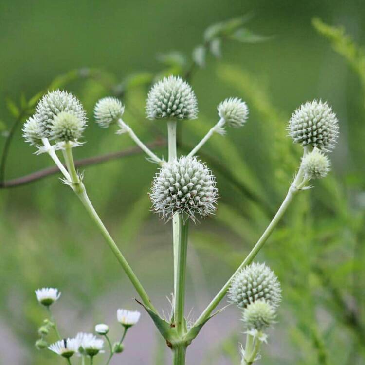 Plant image Eryngium yuccifolium