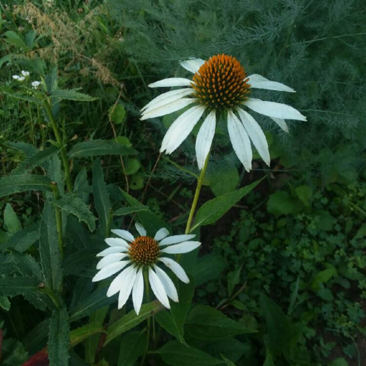 Plant image Echinacea purpurea 'Lucky Star'