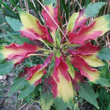 Amaranthus tricolor 'Joseph's Coat'