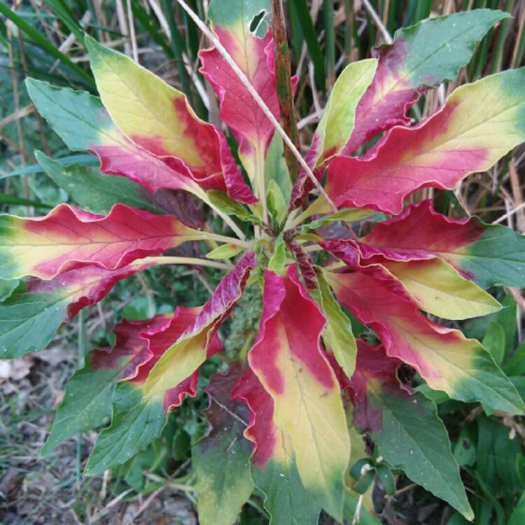 Plant image Amaranthus tricolor 'Joseph's Coat'