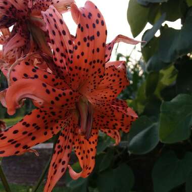 Lilium lancifolium 'Flore Pleno' syn. Lilium tigrinum 'Flore Pleno'