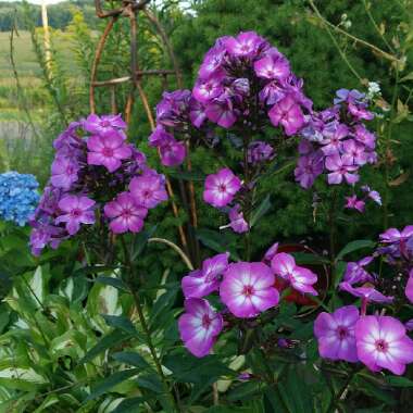 Phlox paniculata