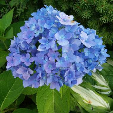 Hydrangea