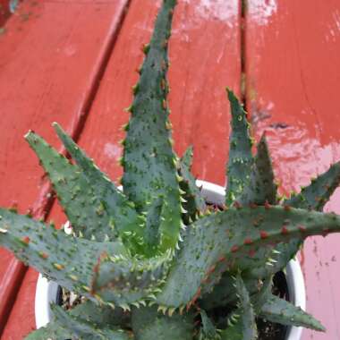 Aloe castilloniae