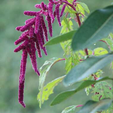 Amaranthus caudatus