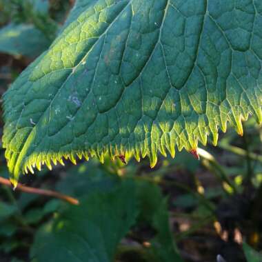 Ligularia stenocephala 'Little Rocket'