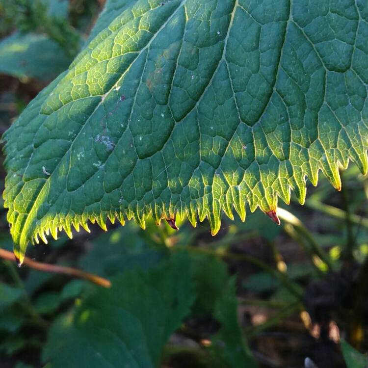 Plant image Ligularia stenocephala 'Little Rocket'