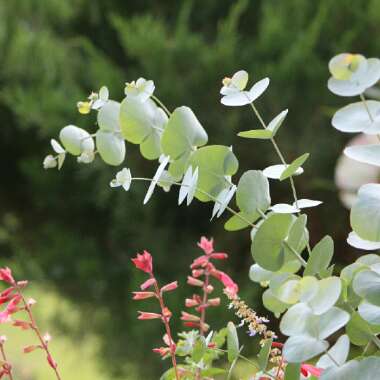 Eucalyptus cinerea subsp. cinerea