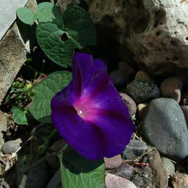 Ipomoea purpurea