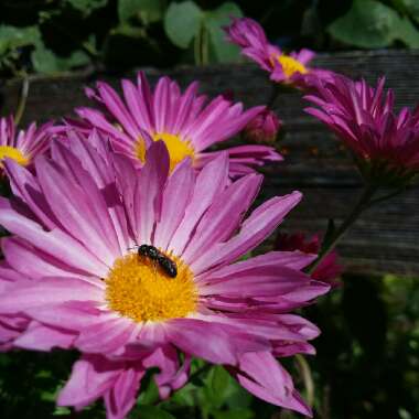 Chrysanthemum