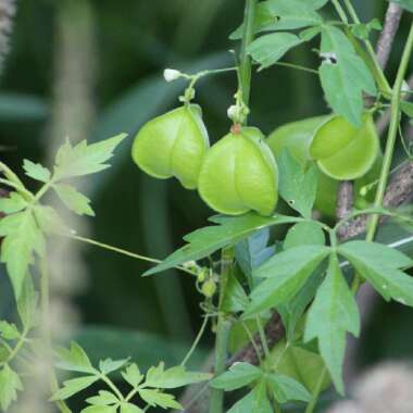 Cardiospermum Halicacabum