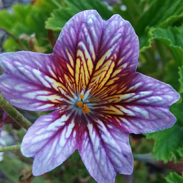 Plant image Salpiglossis sinuata 'Royale Mixed' (Mix)