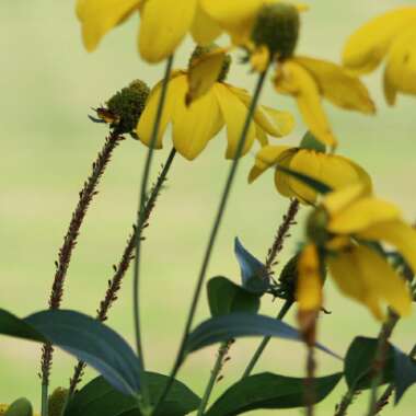 Rudbeckia