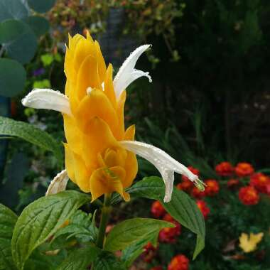 Pachystachys lutea