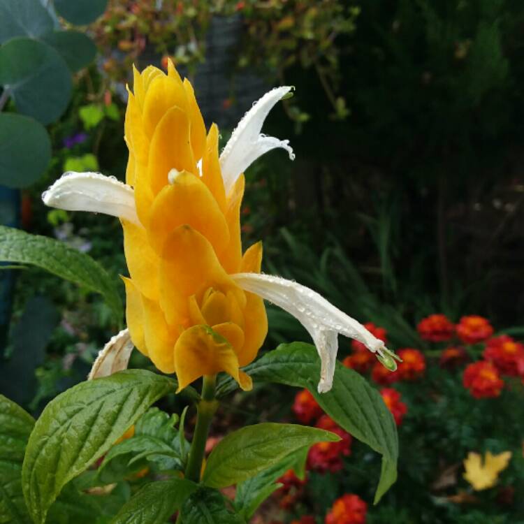 Plant image Pachystachys lutea