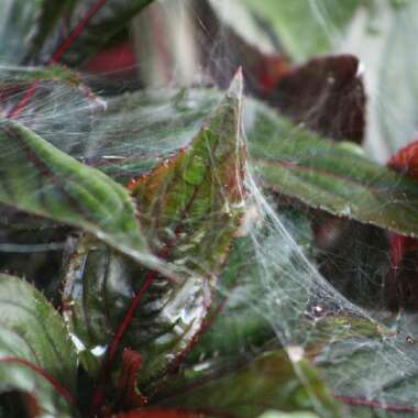 Impatiens hawkerii