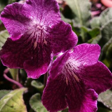 Streptocarpus