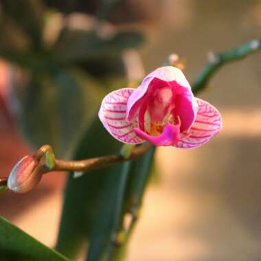 Phalaenopsis amabilis (Miniature)