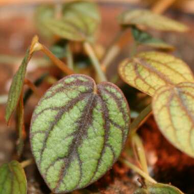 Peperomia albovittata