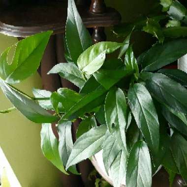 Epipremnum pinnatum  syn. Monstera pinnata, Philodendron pinnatum, Pothos pinnatus, Rhaphidophora pinnata, Scindapsus pinnatus