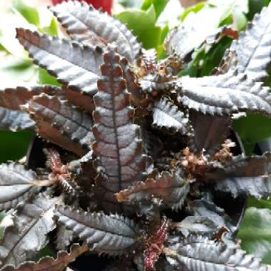 Pilea involucrata 'Dark Mystery'