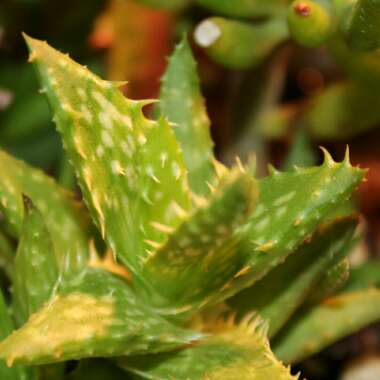 Aloe 'Juvenna'