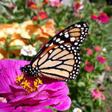 Zinnia elegans